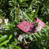 Colletto decorato Fiori